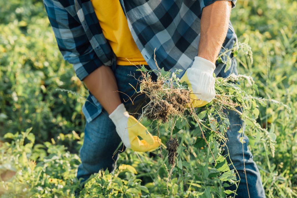 How Long Does Weed Stay in Your System? The Inside Scoop